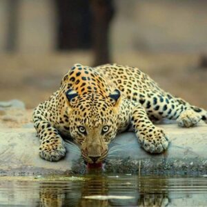 Jhalana Private Leopard Safari (Exclusive Gypsy)