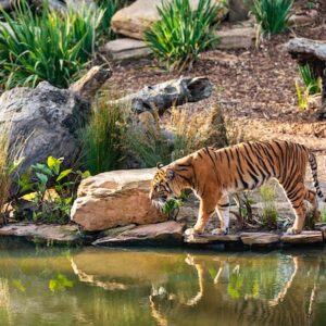 Ranthambore Tiger Safari