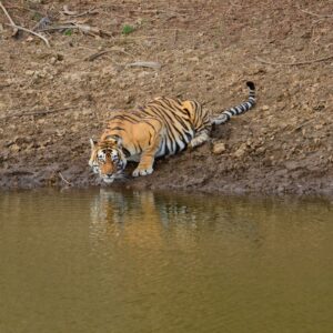 Sariska Private Gypsy Safari (Exclusive Experience)