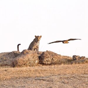 Sunrise + Sunset Leopard Safari - Combo