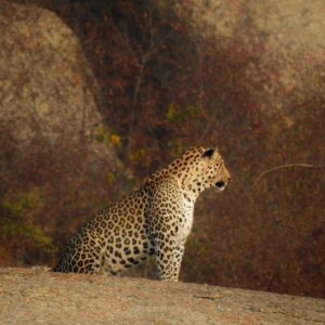 Sunset Leopard Safari
