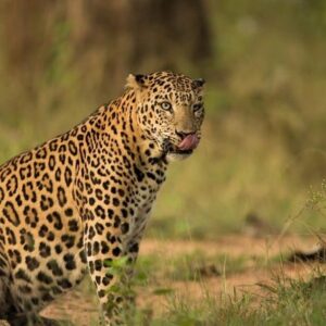 Jhalana Morning Shared Leopard Safari