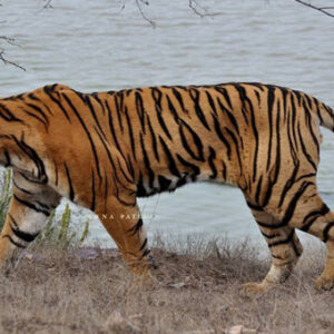 Ranthambore Tiger Safari – Morning Gypsy