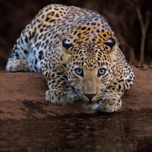 Jhalana Evening Shared Leopard Safari