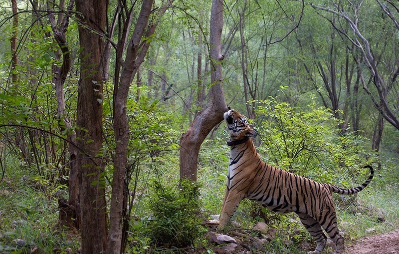 Sariska Tiger Reserve