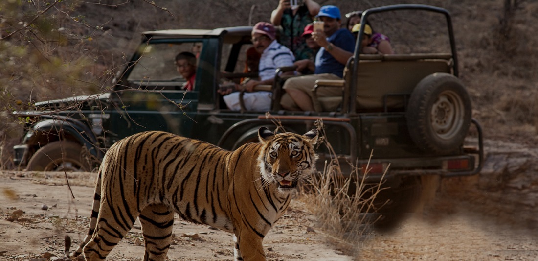 Ranthambore National Park