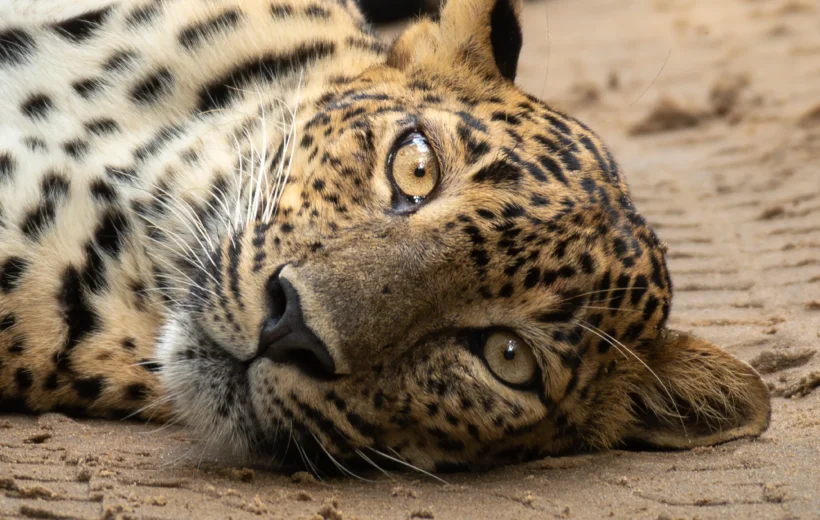 Jhalana Morning Shared Leopard Safari