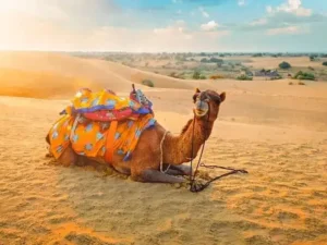 Camel Safari in Jaisalmer (Morning / Evening Desert Experience)