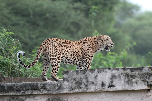 Jhalana Leopard Photography Safari (Private Experience)