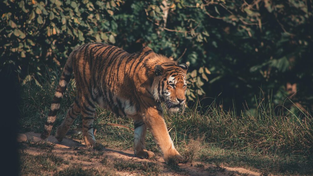 A majestic tiger walks through grass in its jungle habitat, captured in natural daylight.