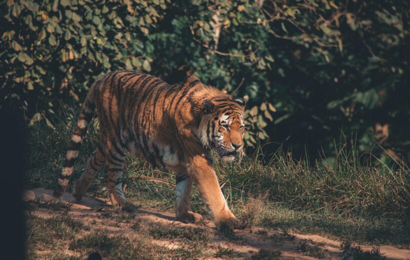 Sariska Private Gypsy Safari (Exclusive Experience)