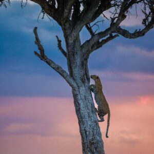 A majestic leopard scaling a tree against a vibrant African sunset in Maasai Mara, Kenya.
