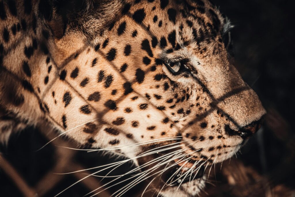 Intense close-up of an Amur leopard showcasing its fierce beauty and wild essence.