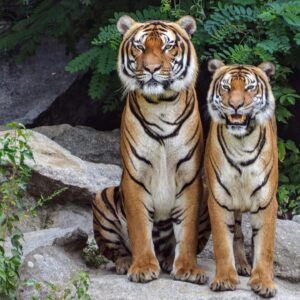 Two Bengal tigers sitting on rocks surrounded by lush greenery, showcasing their natural beauty.
